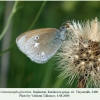 coenonympha glycerion daghestan tleyserukh 1